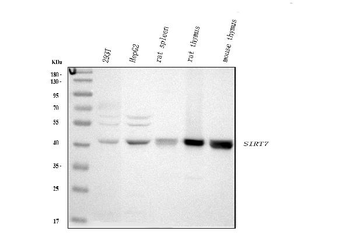 SIRT7 Rabbit Polyclonal Antibody