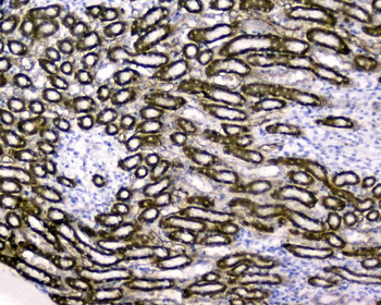 RBP4 Antibody