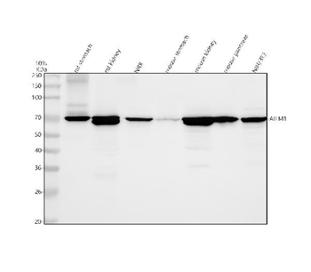 AIF/AIFM1 Antibody