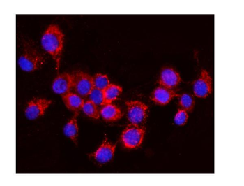 AIF/AIFM1 Antibody