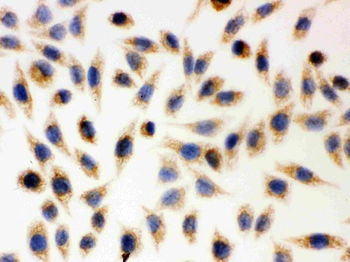 AIF/AIFM1 Antibody