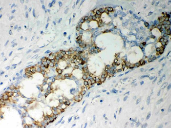 Caspase-7/CASP7 Antibody