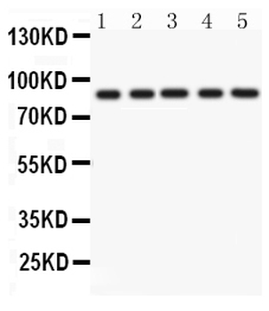 CD36 Antibody