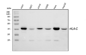 HLA-C Antibody