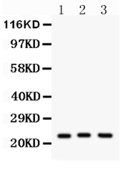 Peroxiredoxin 5/PRDX5 Antibody