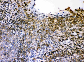 CD62L/SELL Rabbit Polyclonal Antibody