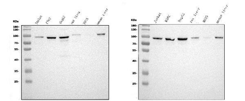 STIM1 Antibody