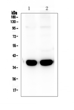Synaptophysin/SYP Rabbit Polyclonal Antibody