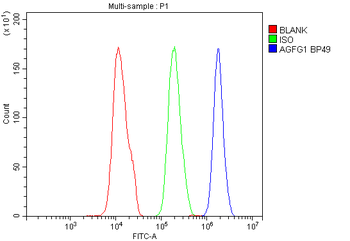 AGFG1 Rabbit Polyclonal Antibody