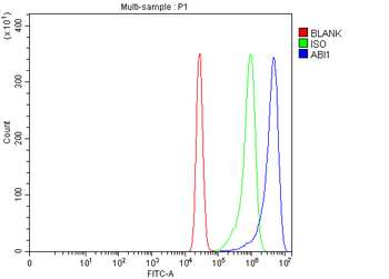 SSH3BP1/ABI1 Rabbit Polyclonal Antibody