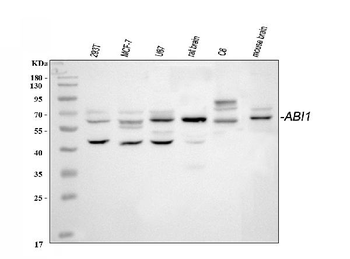 SSH3BP1/ABI1 Rabbit Polyclonal Antibody