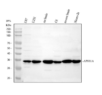 APH1a Rabbit Polyclonal Antibody