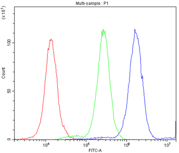 Ataxin 3/ATXN3 Antibody