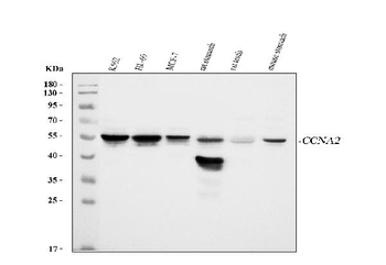 Cyclin A2/CCNA2 Rabbit Polyclonal Antibody