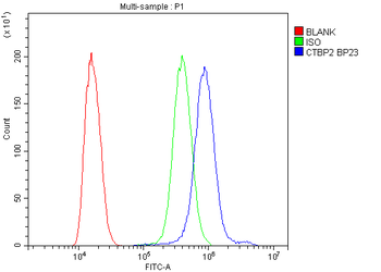 CTBP2 Antibody