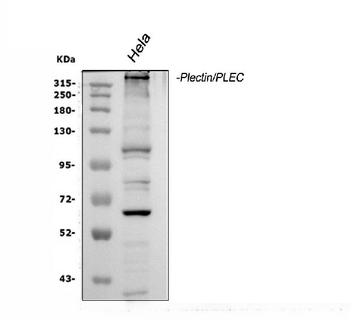 Plectin Antibody