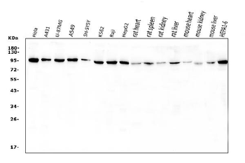 VCP Antibody