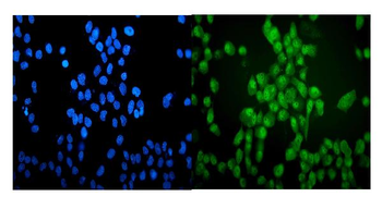 VCP Antibody