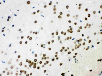 Wnt2b Rabbit Polyclonal Antibody