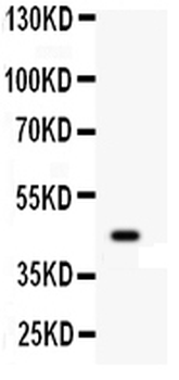 Wnt2b Rabbit Polyclonal Antibody