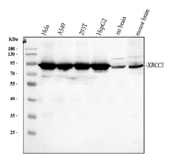 Ku80/XRCC5 Antibody