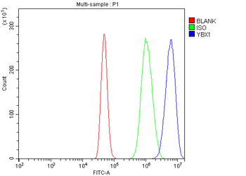 YB1/YBX1 Antibody