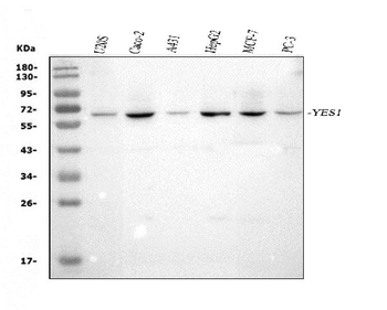 Yes1 Rabbit Polyclonal Antibody