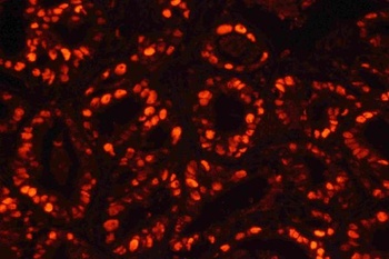 Goat Mouse IgG (H+L) Secondary Antibody, Cy3 Conjugated