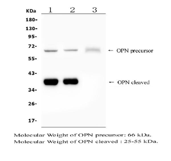 Osteopontin/SPP1 Rabbit Polyclonal Antibody
