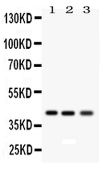 RAGE/AGER Antibody