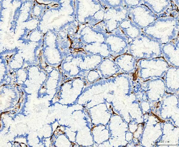 Aquaporin 1/AQP1 Antibody