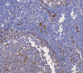 Aquaporin 1/AQP1 Antibody