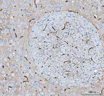 Aquaporin 4/AQP4 Rabbit Polyclonal Antibody