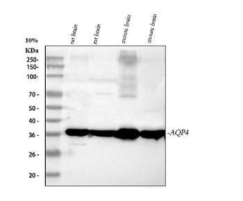 Aquaporin 4/AQP4 Rabbit Polyclonal Antibody