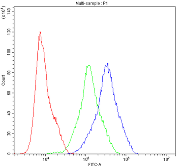 ARSA Rabbit Polyclonal Antibody