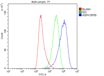 Aspartate beta hydroxylase/ASPH Antibody