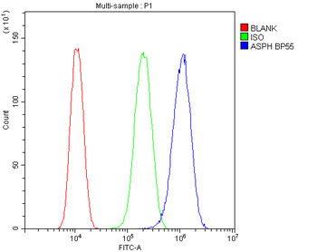 Aspartate beta hydroxylase/ASPH Antibody