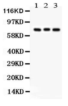 Apg7/ATG7 Rabbit Polyclonal Antibody