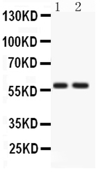 ATG14L Antibody