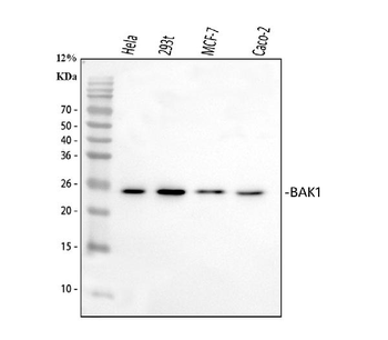 BAK/BAK1 Antibody