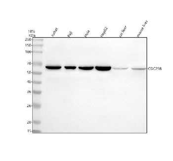 Cdc25B Rabbit Polyclonal Antibody