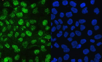 JAB1/COPS5 Rabbit Polyclonal Antibody