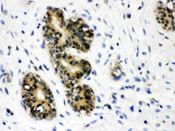 JAB1/COPS5 Rabbit Polyclonal Antibody