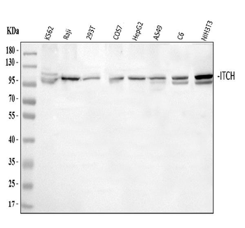 ITCH/AIP4 Antibody