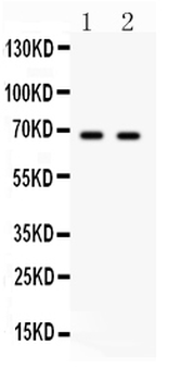 PLK1 Rabbit Polyclonal Antibody
