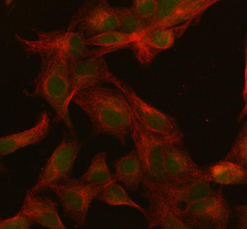 SFRS3/SRSF3 Rabbit Polyclonal Antibody