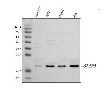 SFRS3/SRSF3 Rabbit Polyclonal Antibody