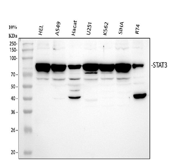 STAT3 Rabbit Polyclonal Antibody
