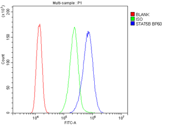 STAT5b Rabbit Polyclonal Antibody