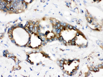 TMEM173 Rabbit Polyclonal Antibody